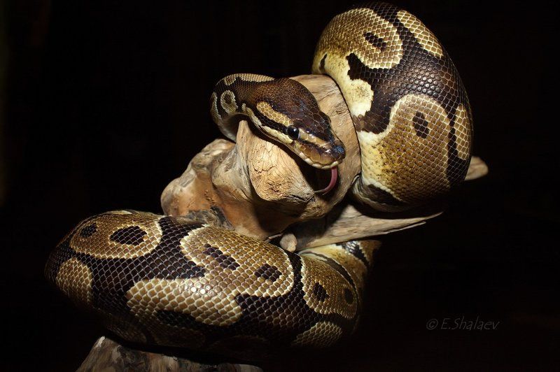 Royal python ,Королевский питон - Python regius фото превью