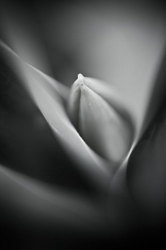 layers in bloom фото превью