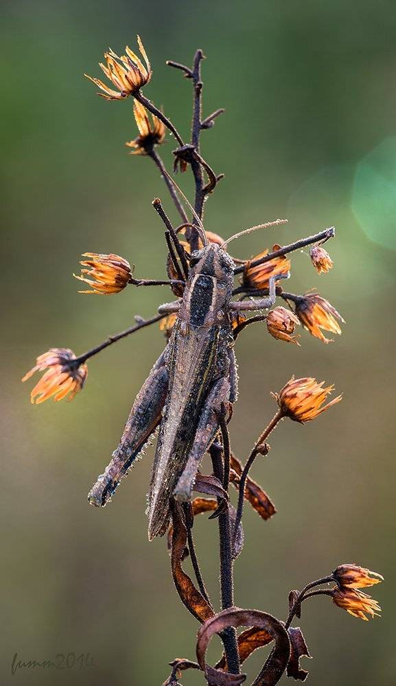 , Игорь ФУММ