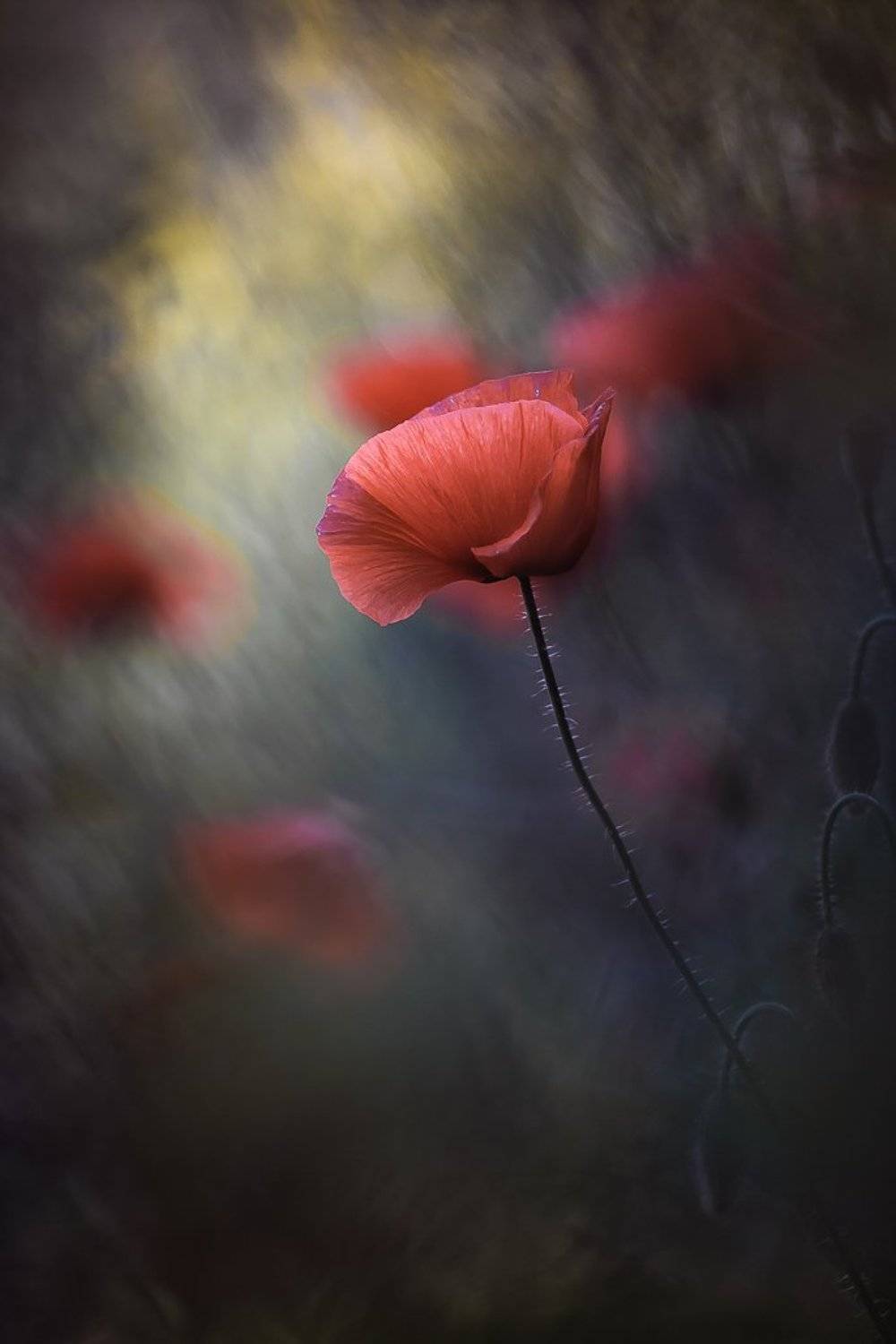 , Gabriel Prescornita