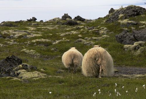 - Овечка ,овечка, повернись к нам передом !!!.... ( просьба в преддверии 2015)