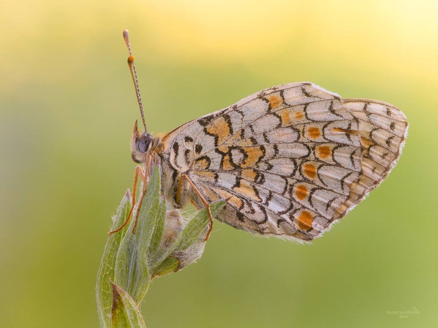 , Кузнецов Дмитрий