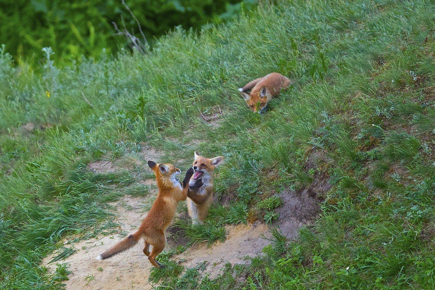 дикая природа россии, Липецкая область, лисята, Мазурин Евгений