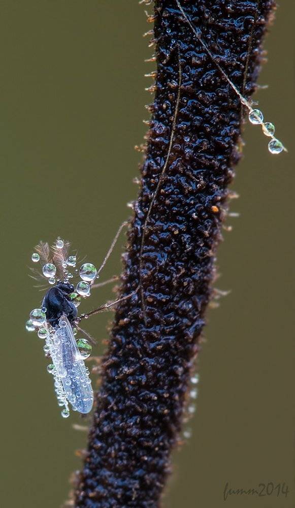 , Игорь ФУММ