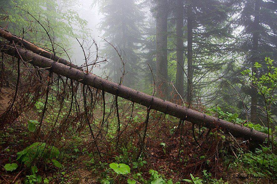 , Ловиков Михаил