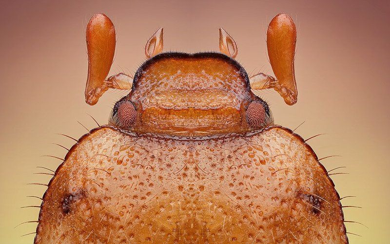 Devil фото превью