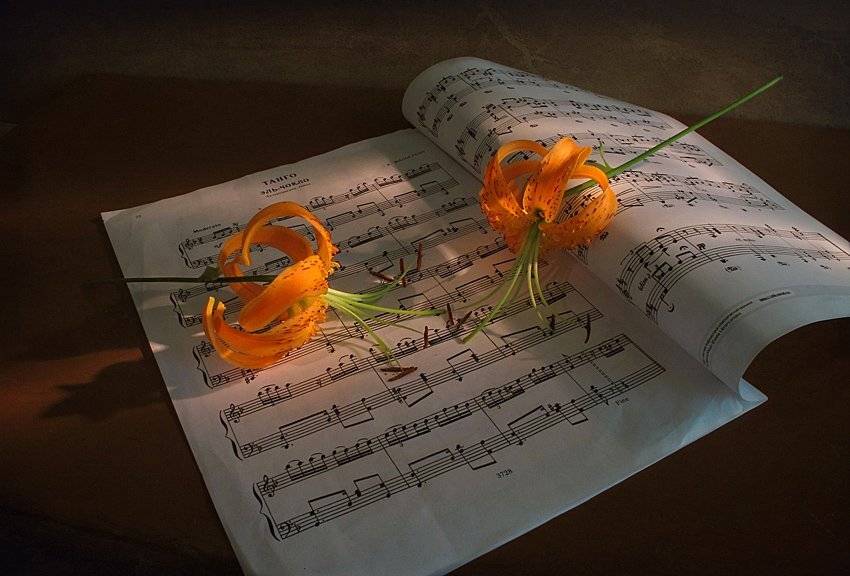 , Алла Шевченко