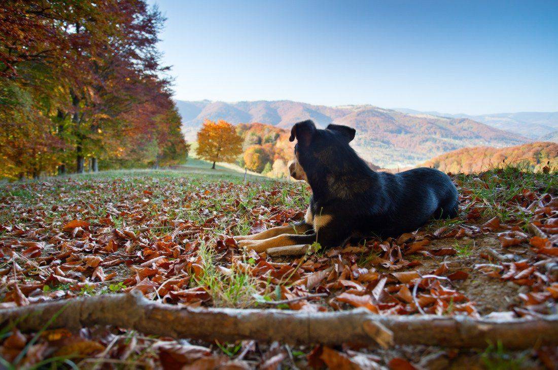 , Ярослав Тюрменко (Jaremi)