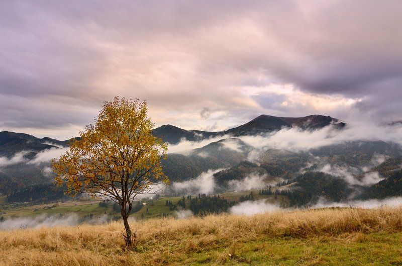Clouds, Fog, Karpaty, Landscape, Mountains, Tree, Горы, Дерево, Карпати, Облака, Пейзаж, Туман  фото превью