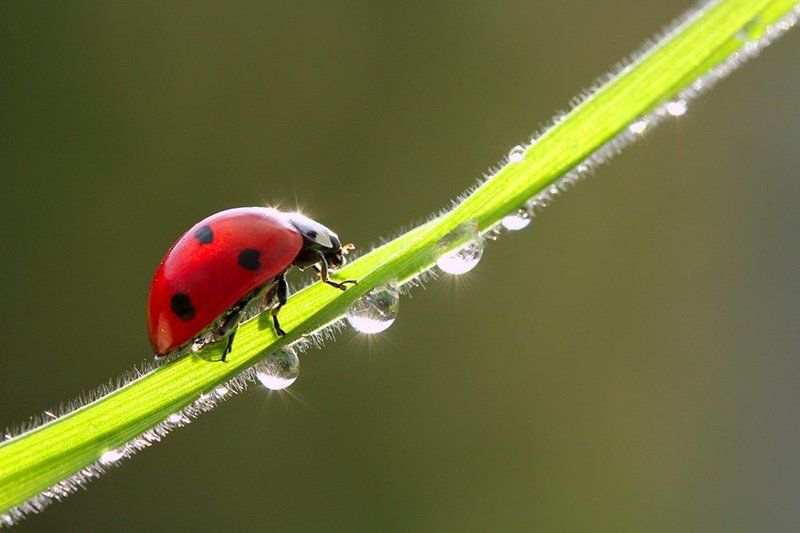 brilliant фото превью