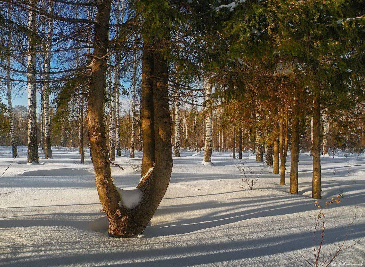 , Владимир Комышев