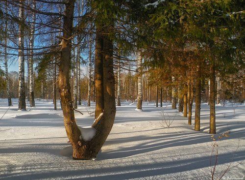 Зимний лес расскажет сказку...