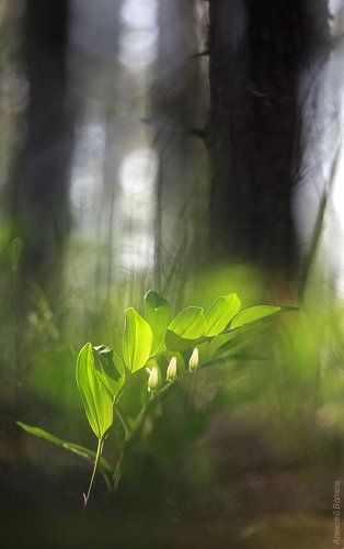 Купено-ландышевый рай