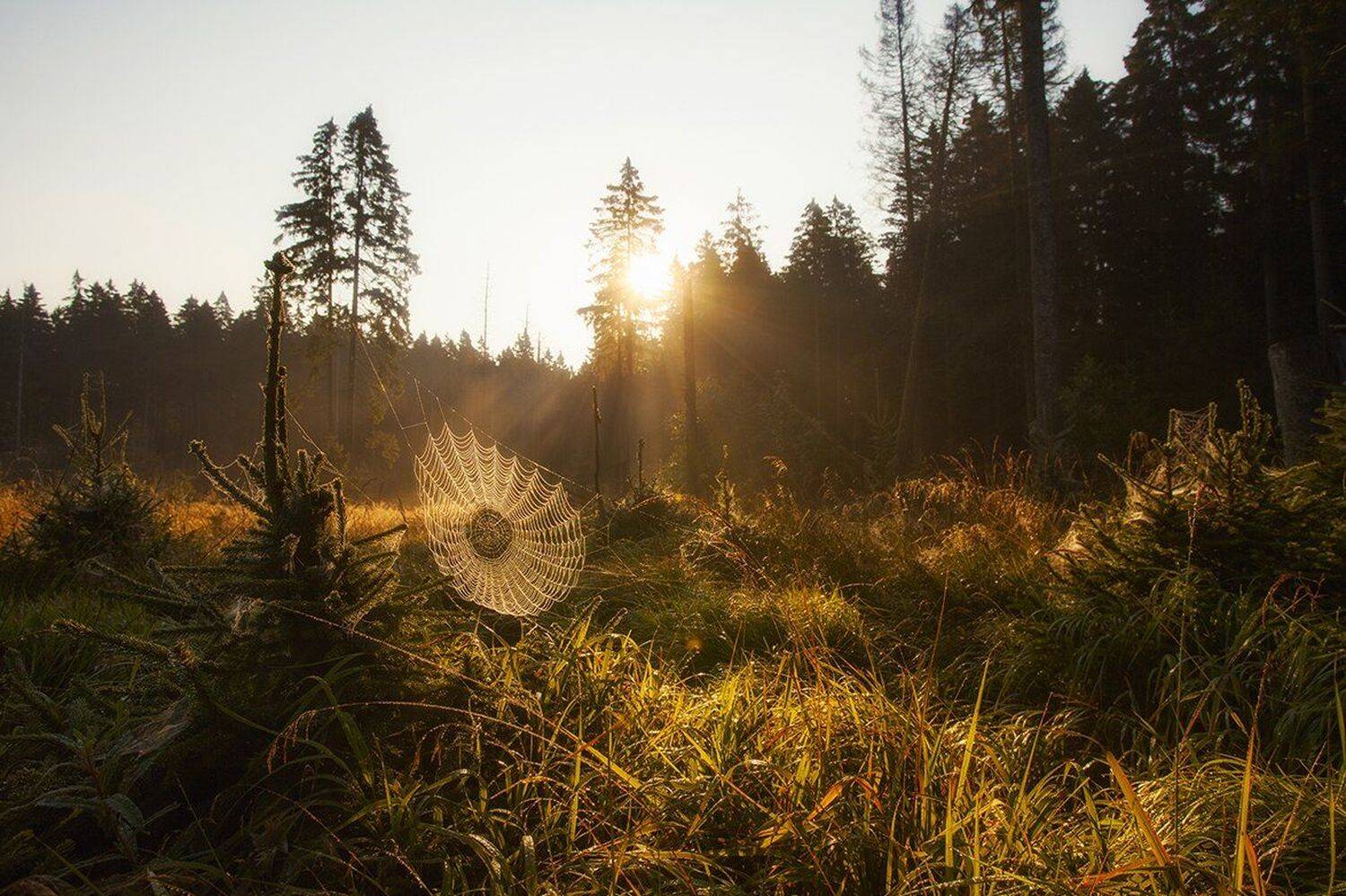 Germany, Morning, Spider, Web, Германия, Лето, Утро, Kljuchenkow Aleksandr