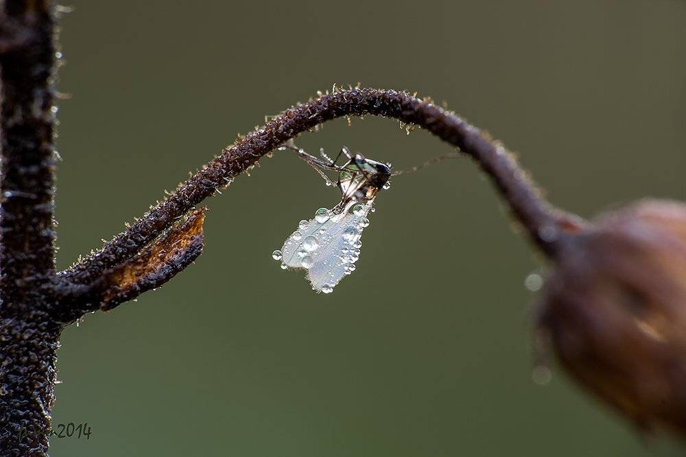 , Игорь ФУММ