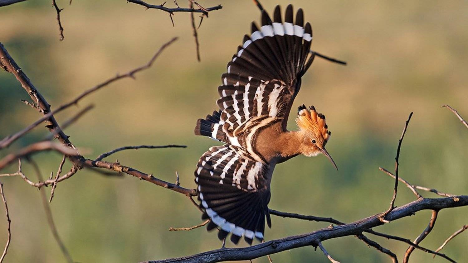 Дикая природа, Птица, Птицы, Удодптица, Костянтин Пазюк