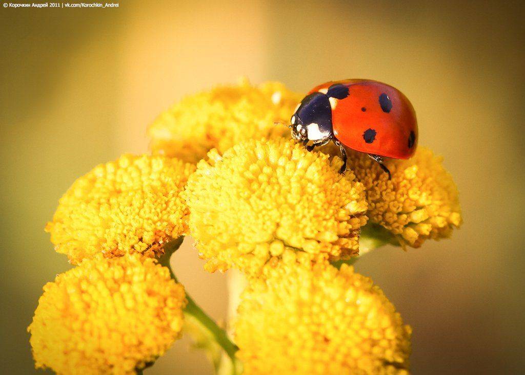 , Андрей Корочкин