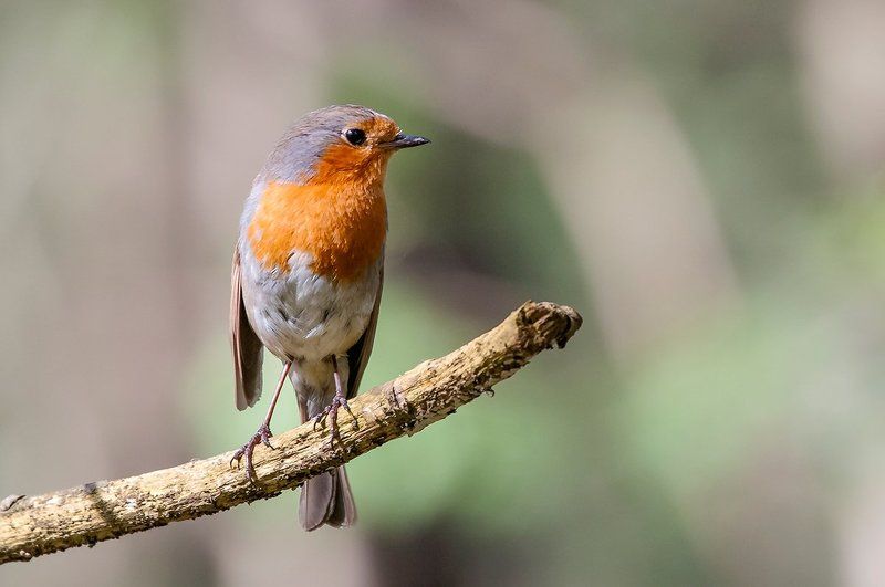 Зарянка, или малиновка (Erithacus rubecula). фото превью