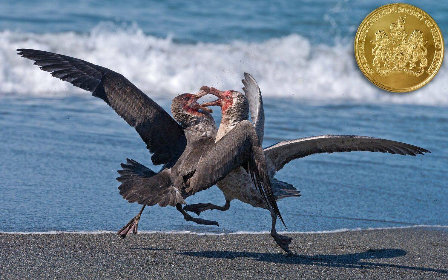 Beachmaster. Southern Giant Petr, Майк Рейфман