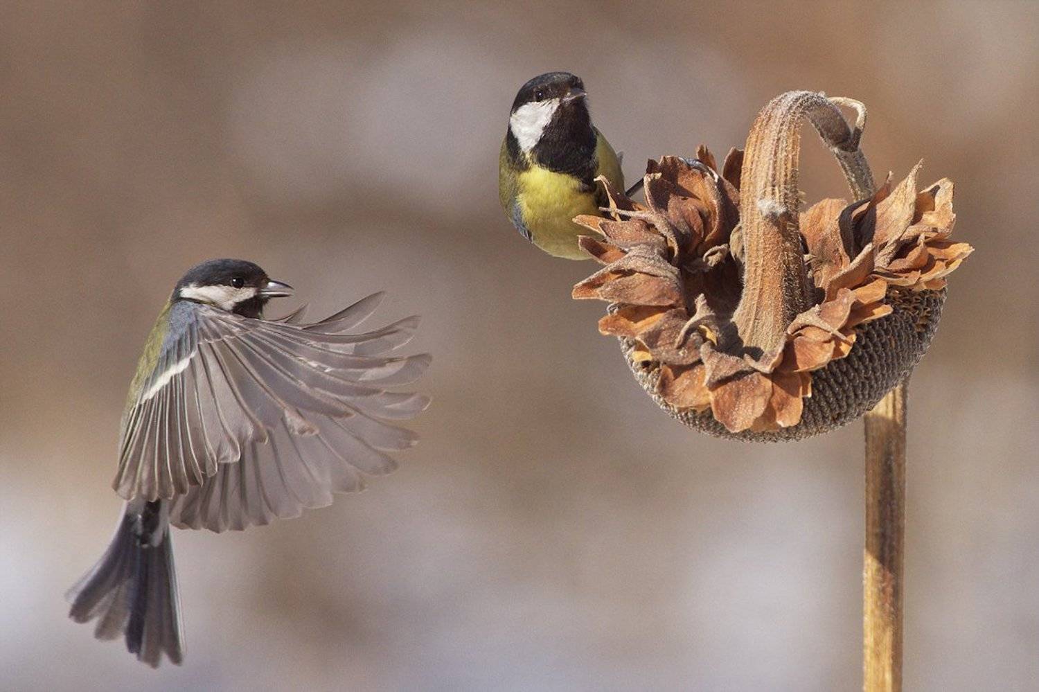 , Евгени Стефанов
