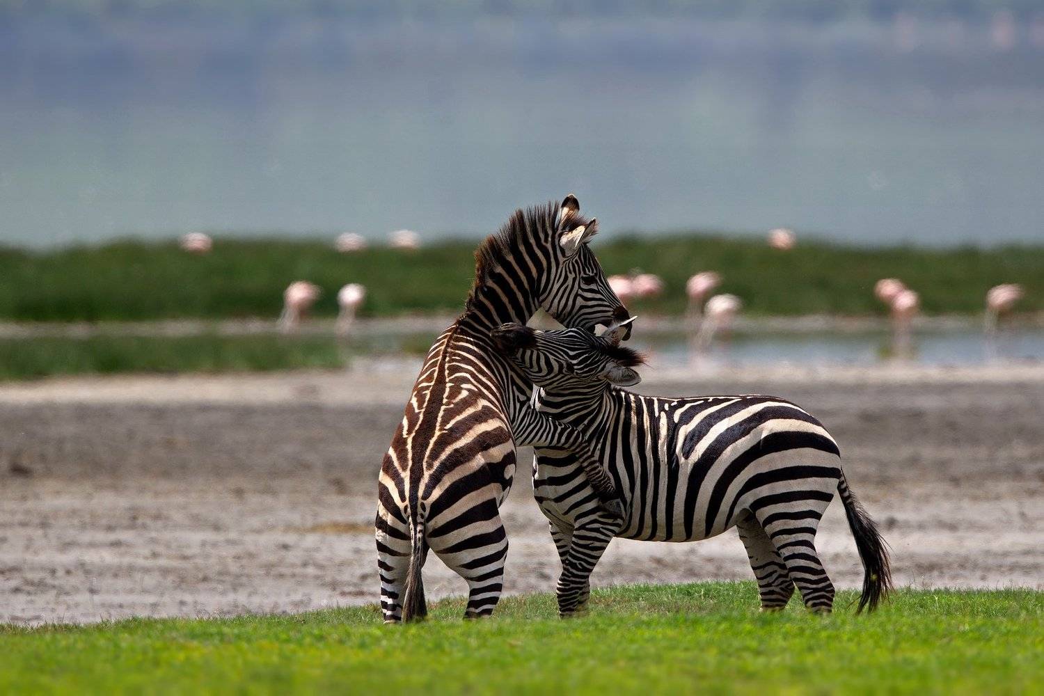 , Александр Перов