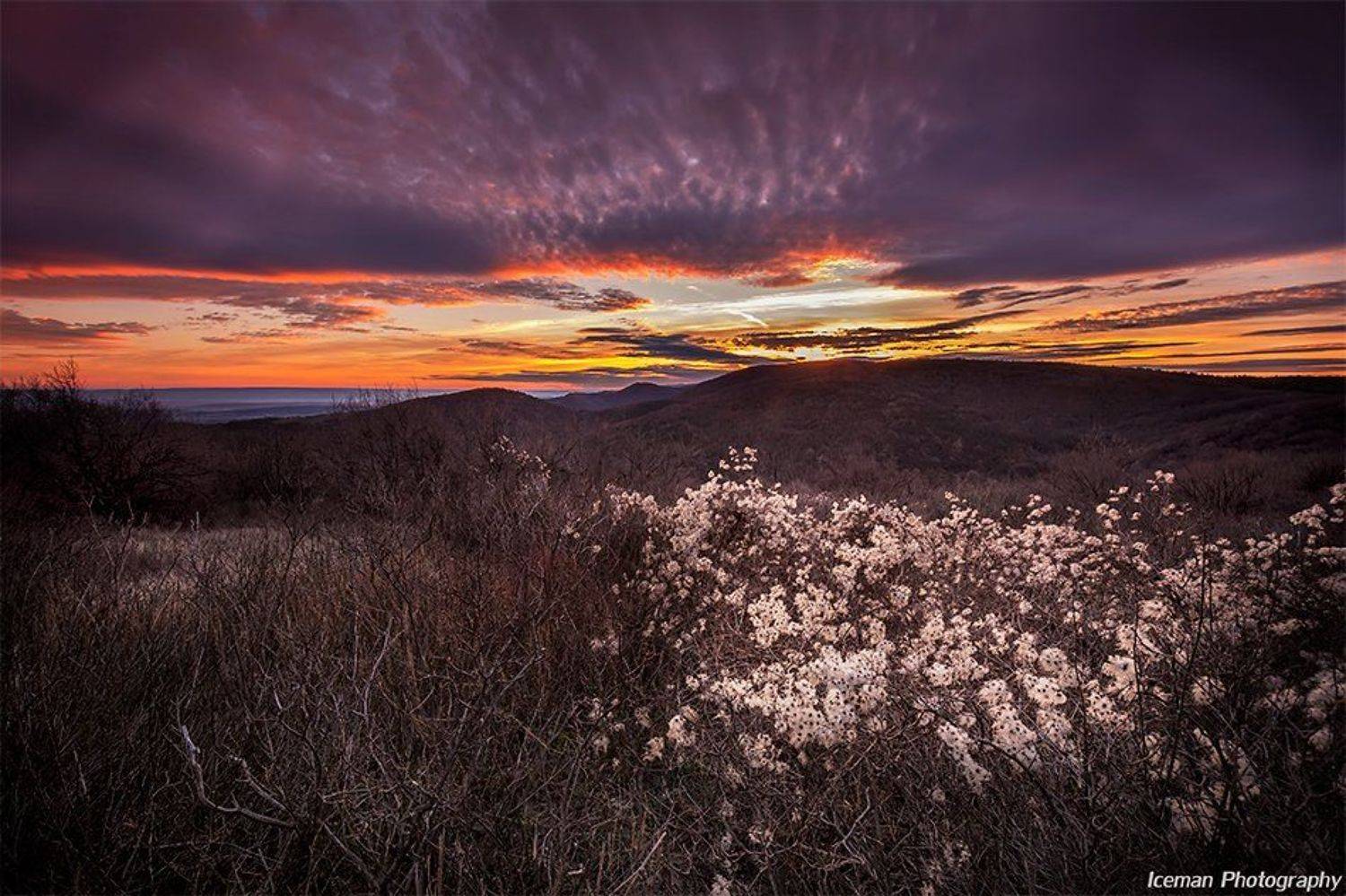 , Малкия Петърчо