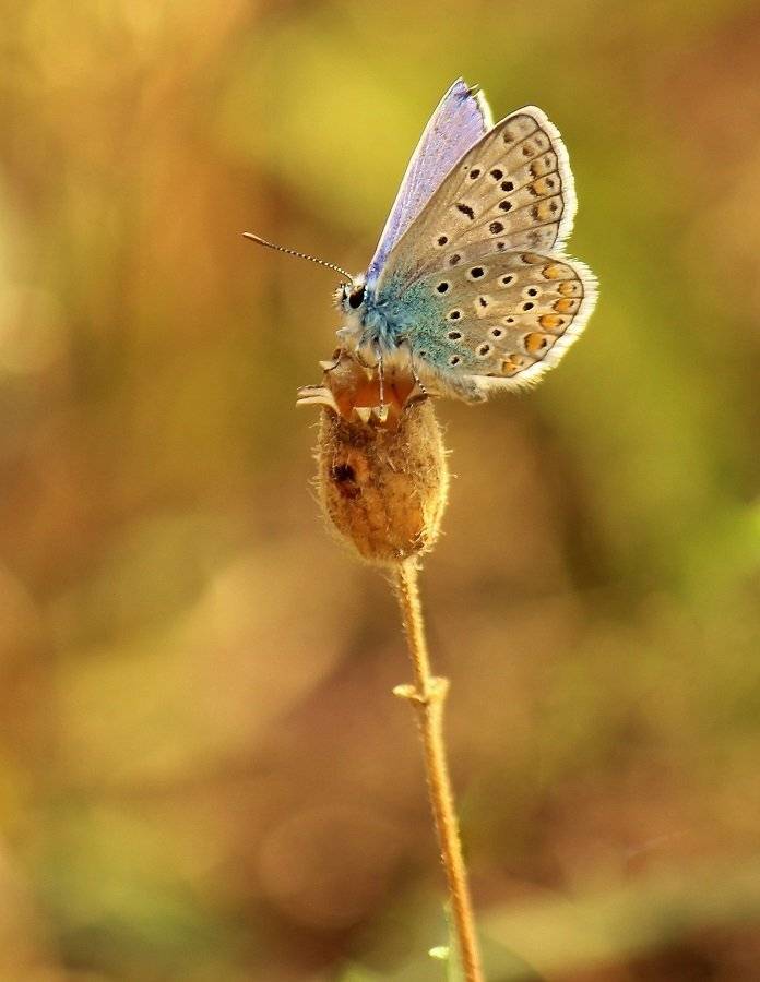 , Pawel Plucinski
