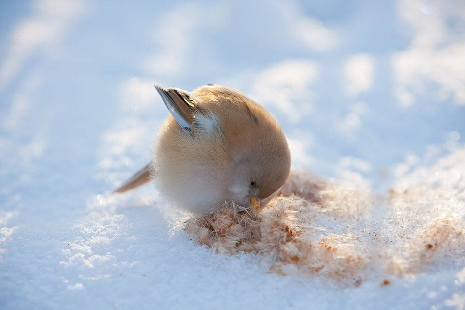 , Юрий Сорокин