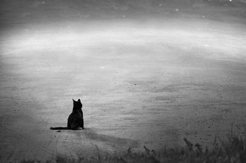 Кошки фото превью