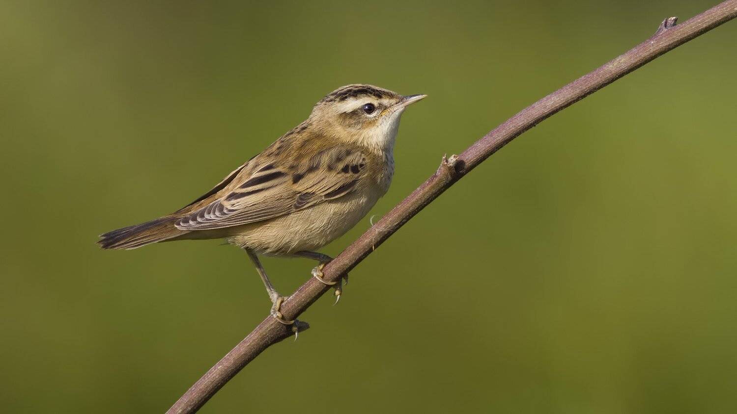 , Ляпустин Юра