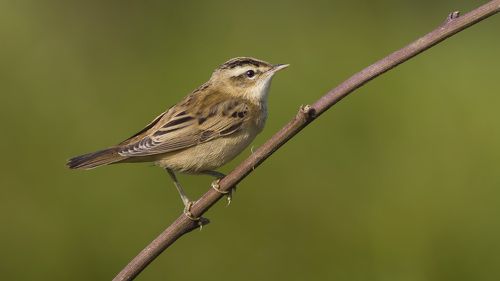 Sedge warbler.
