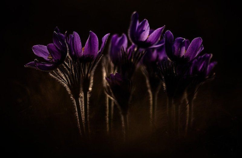 Прострел семья фото превью