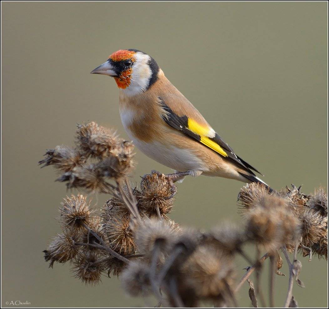 Птицащегол, Александр Чувилин