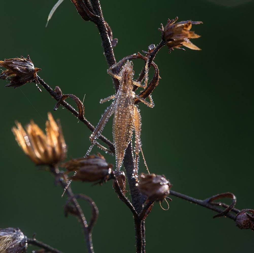 , Игорь ФУММ