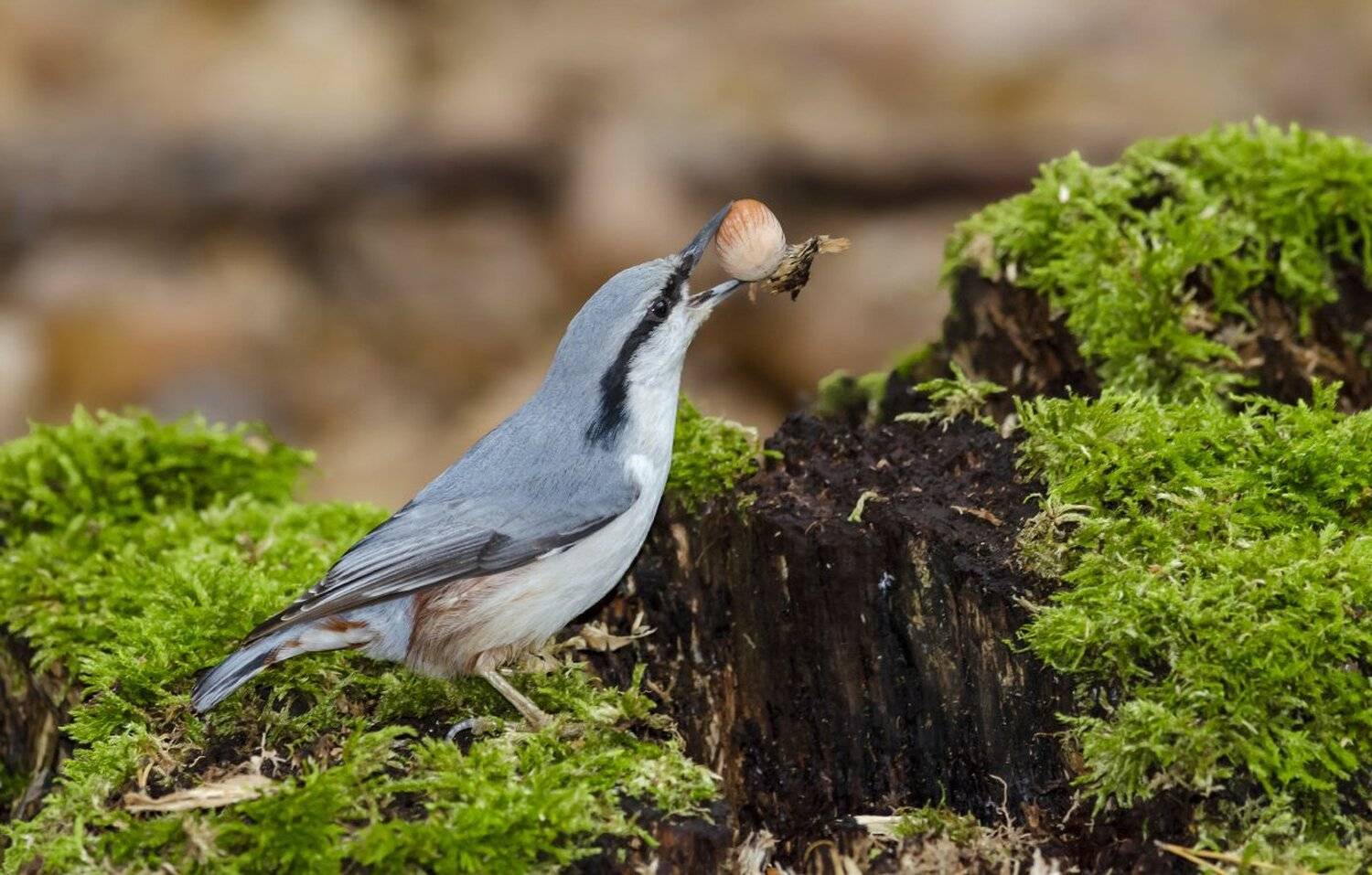 , алексей овчинников