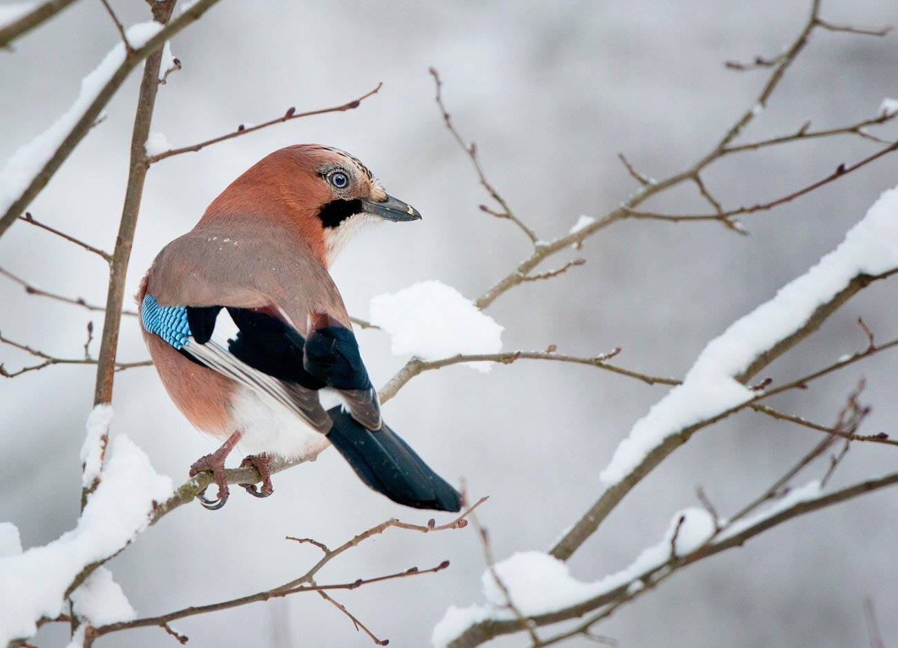 , Юрий Кулаков