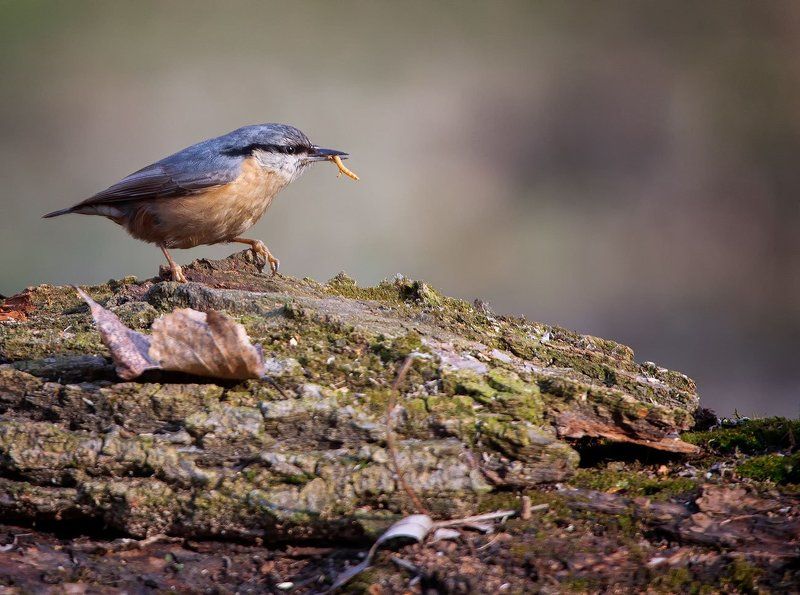 Поползень фото превью