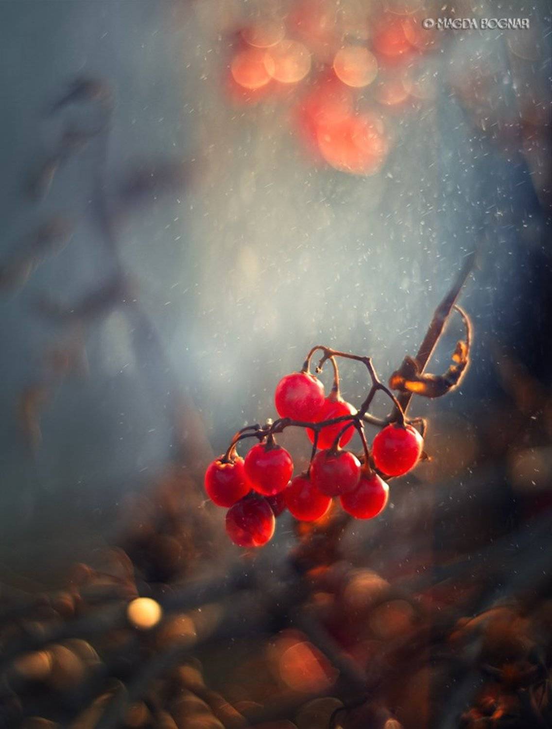 , Magda Bognar