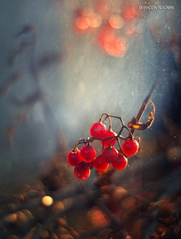 Winter Berries фото превью