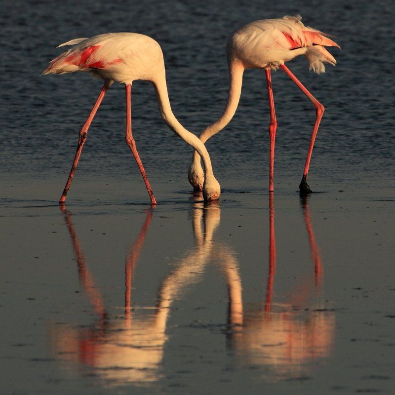 франция,camargue,france Крестики нолики фото превью