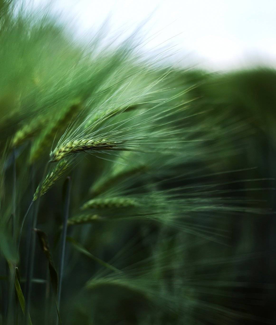 Estonia, Green, Summer, Wheat, Kljuchenkow Aleksandr