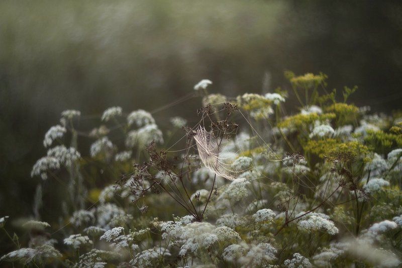 природа, рассвет, цветы В летнее плавание... фото превью