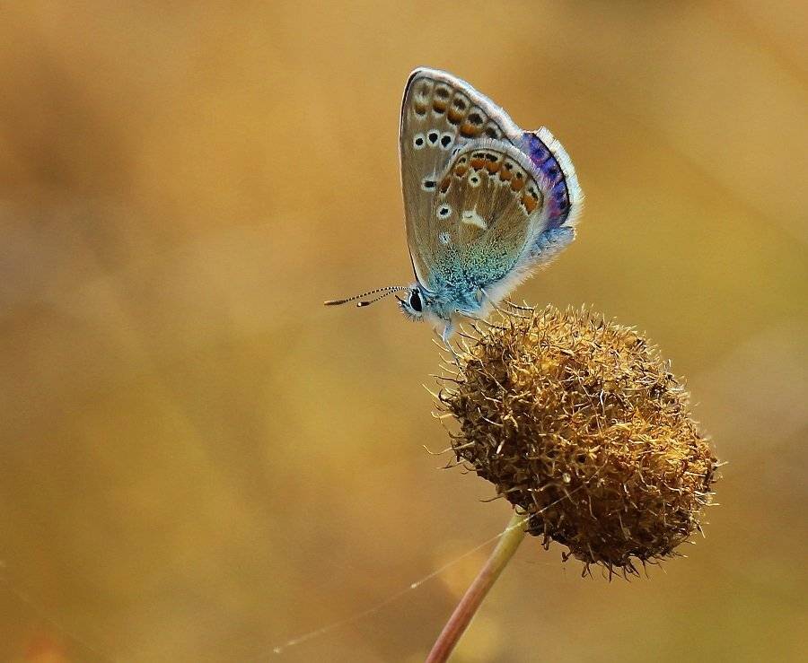, Pawel Plucinski