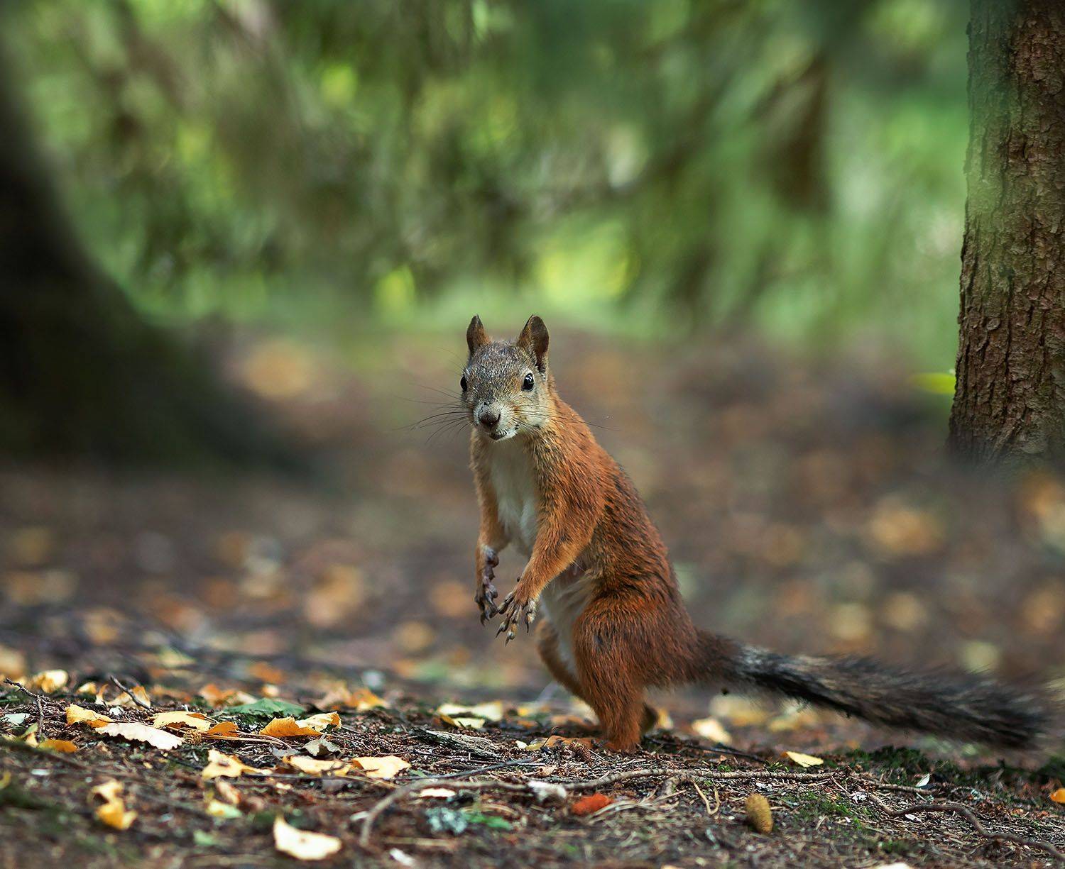 белка,лес, любопытство, природа, squirrel, forest, nature, Yulia Stukalova