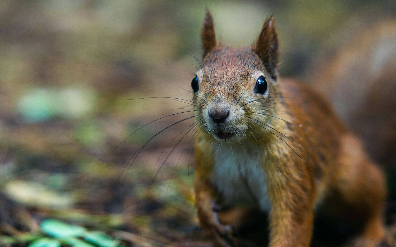 , Юрий Вертиков