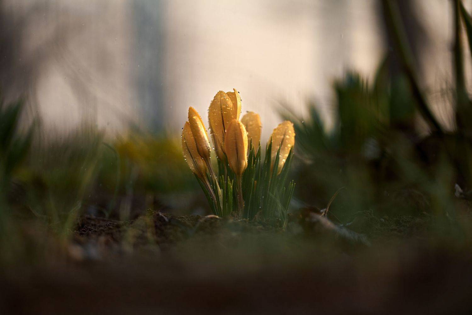 макро, макрофото, улитка, гриб, дождь, лес, природа, капли, никон, сигма, гелиос, macro, macro, snail, mushroom, rain, forest, nature, drops, nikon, sigma, sigma105,, Анна Дегтярёва