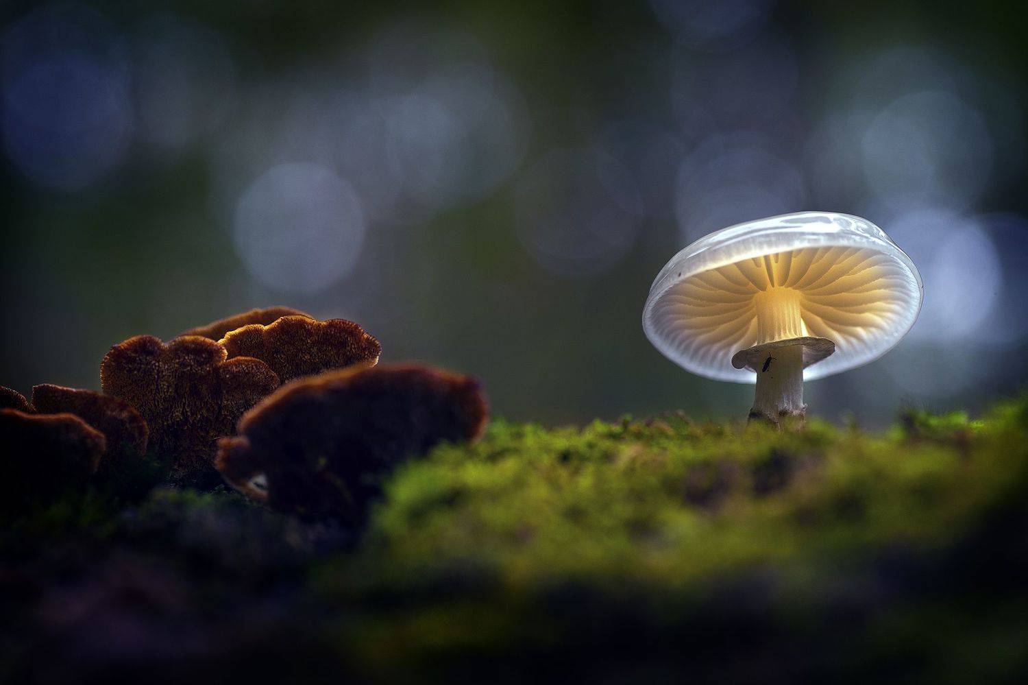 mushroom . Jungle . Nature . Macrography . bokeh . Green, Sayadi Yousef