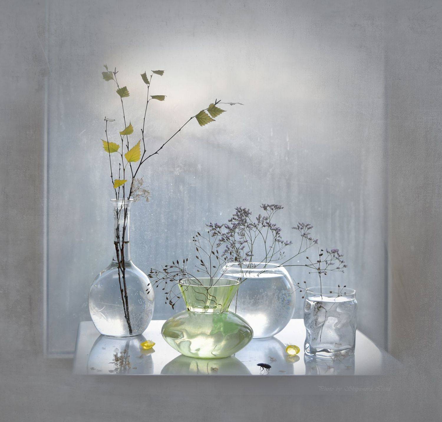 , Шипунова Ирина