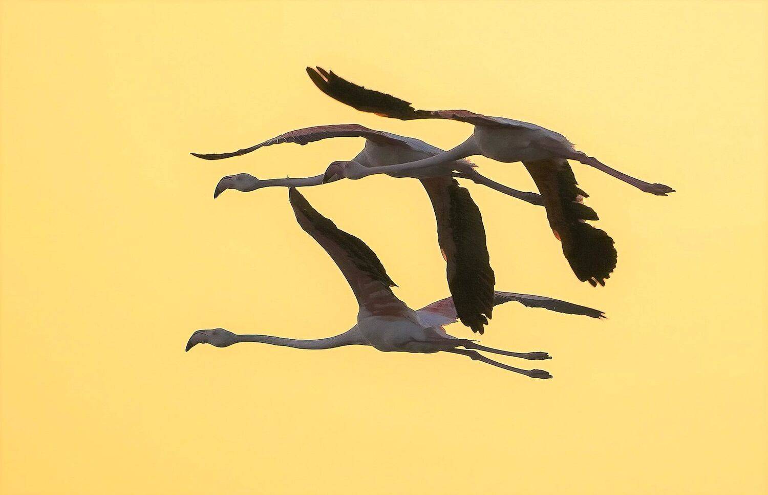 , Красимир Георгиев