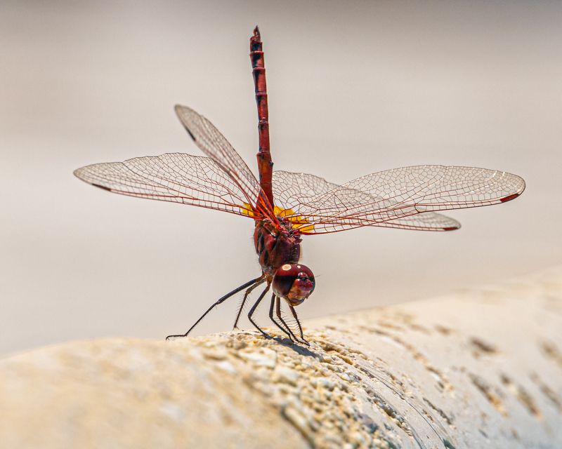 Стрекоза на бортике бассейна. фото превью